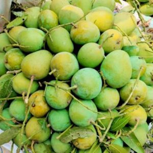 হিমসাগর আম - ১০ কেজি